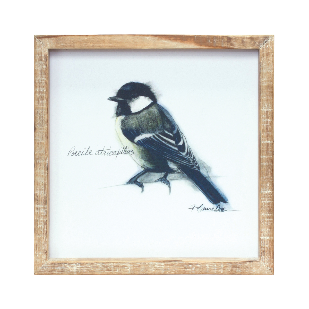 Framed Bird Print (Set of 4) 9.5”SQ MDF/Wood -Ship Only