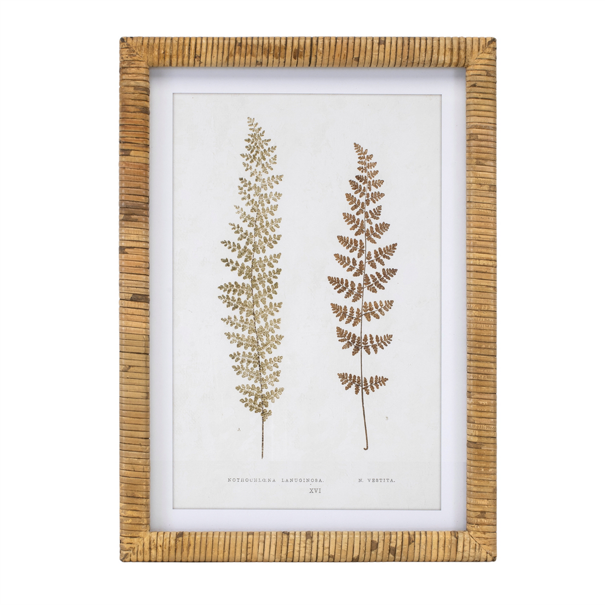 Wood Framed Fern Print (Set of 4) -Ship Only