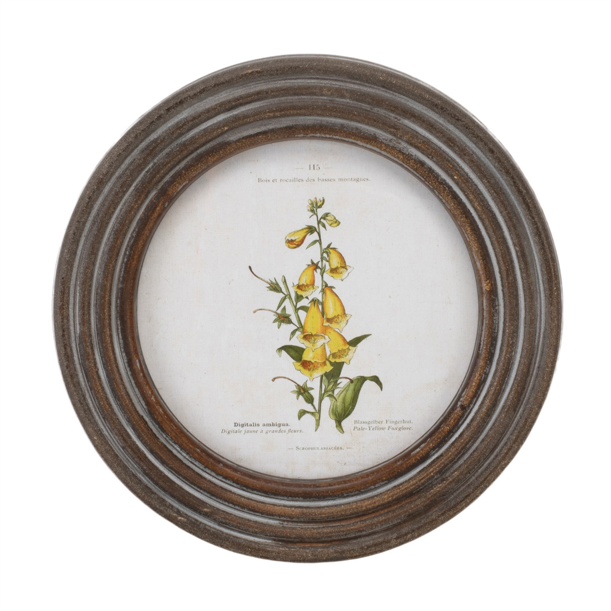Round Framed Floral Print (Set of 6) -Ship Only