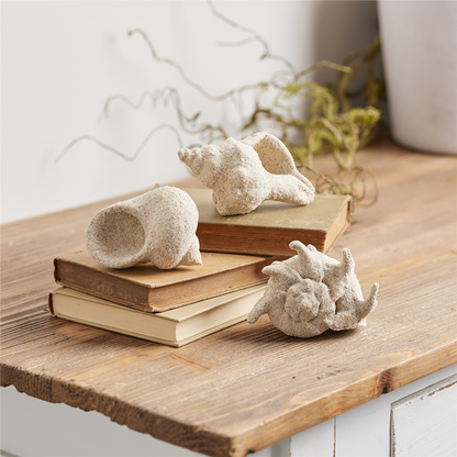 Sea Shell Filler Decor (Set of 12)