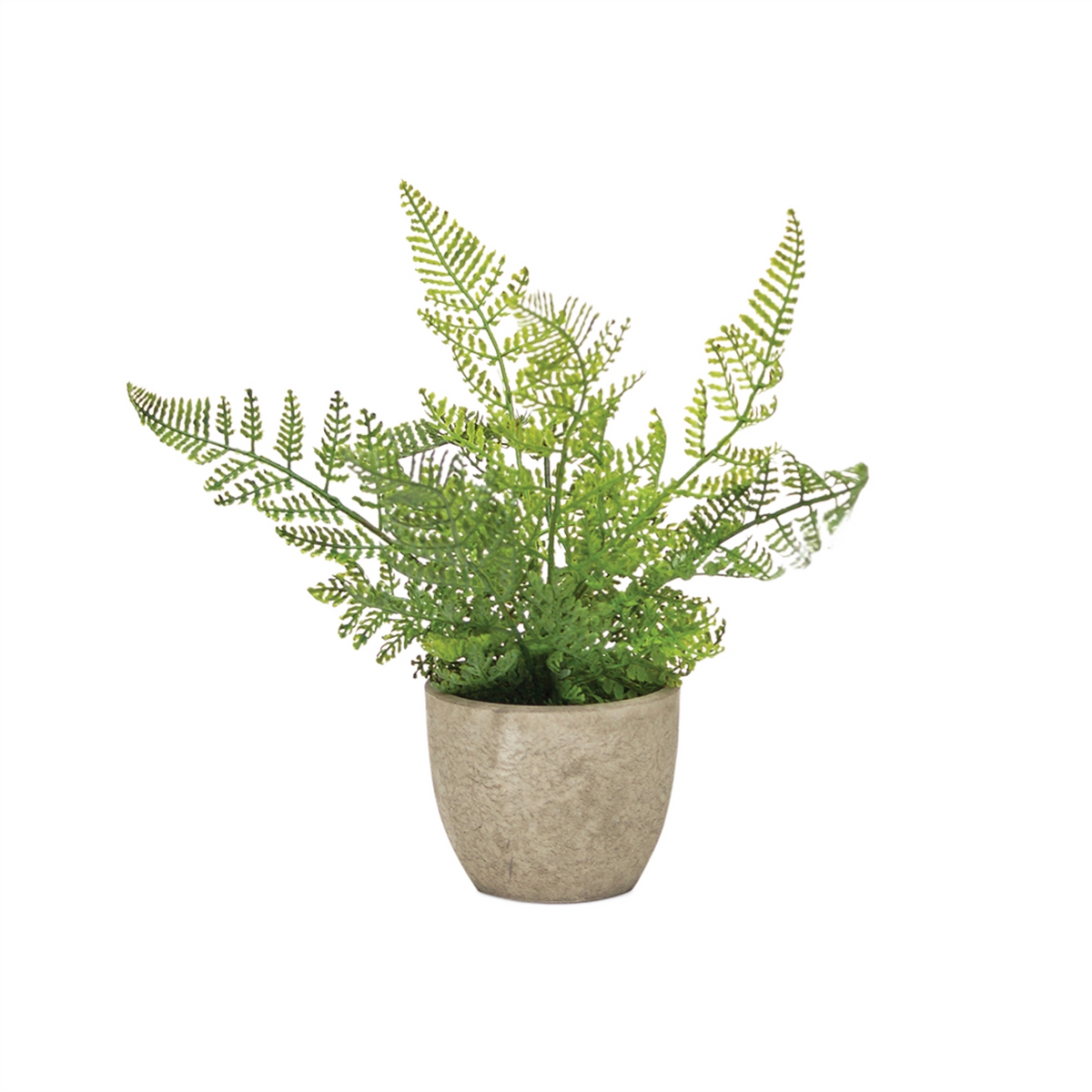 Assorted Fern Plant in Grey Pot (Set of 3) -Ship Only