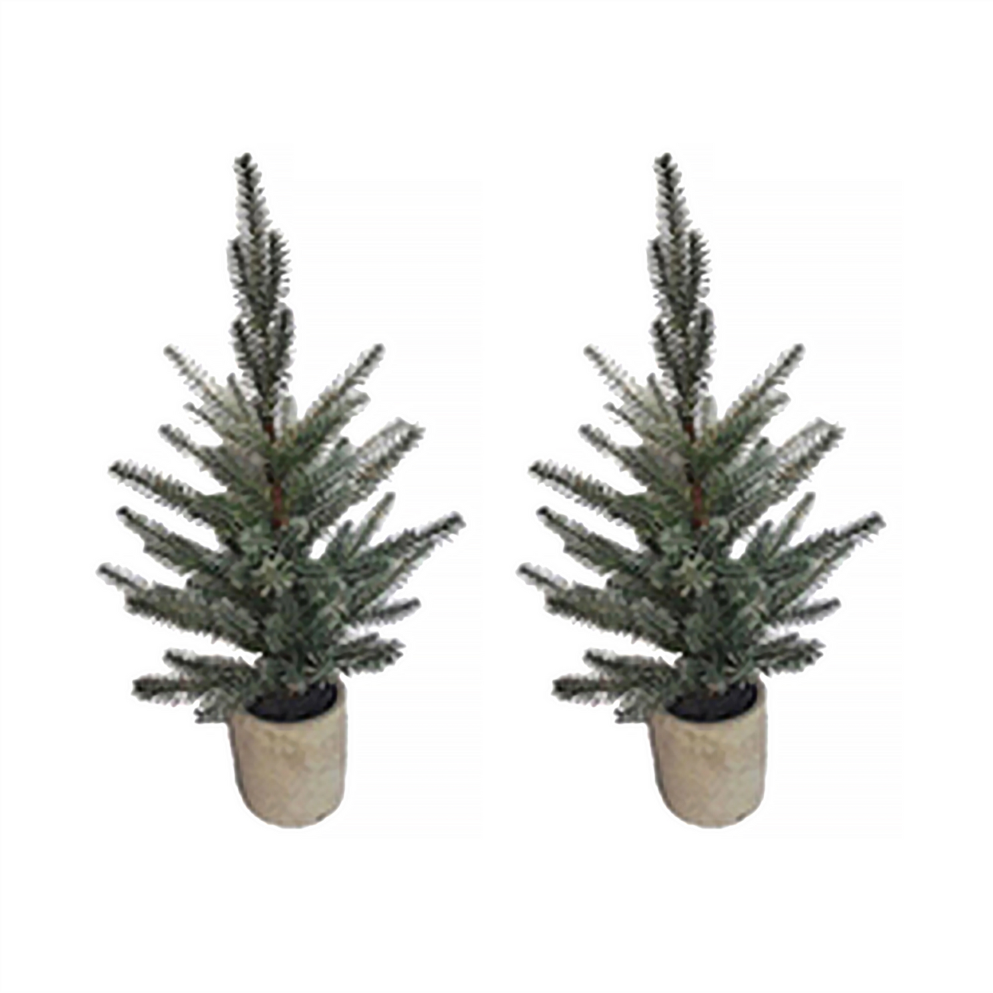 Pine Tree in Plastic Pot (Set of 2) -Ship Only