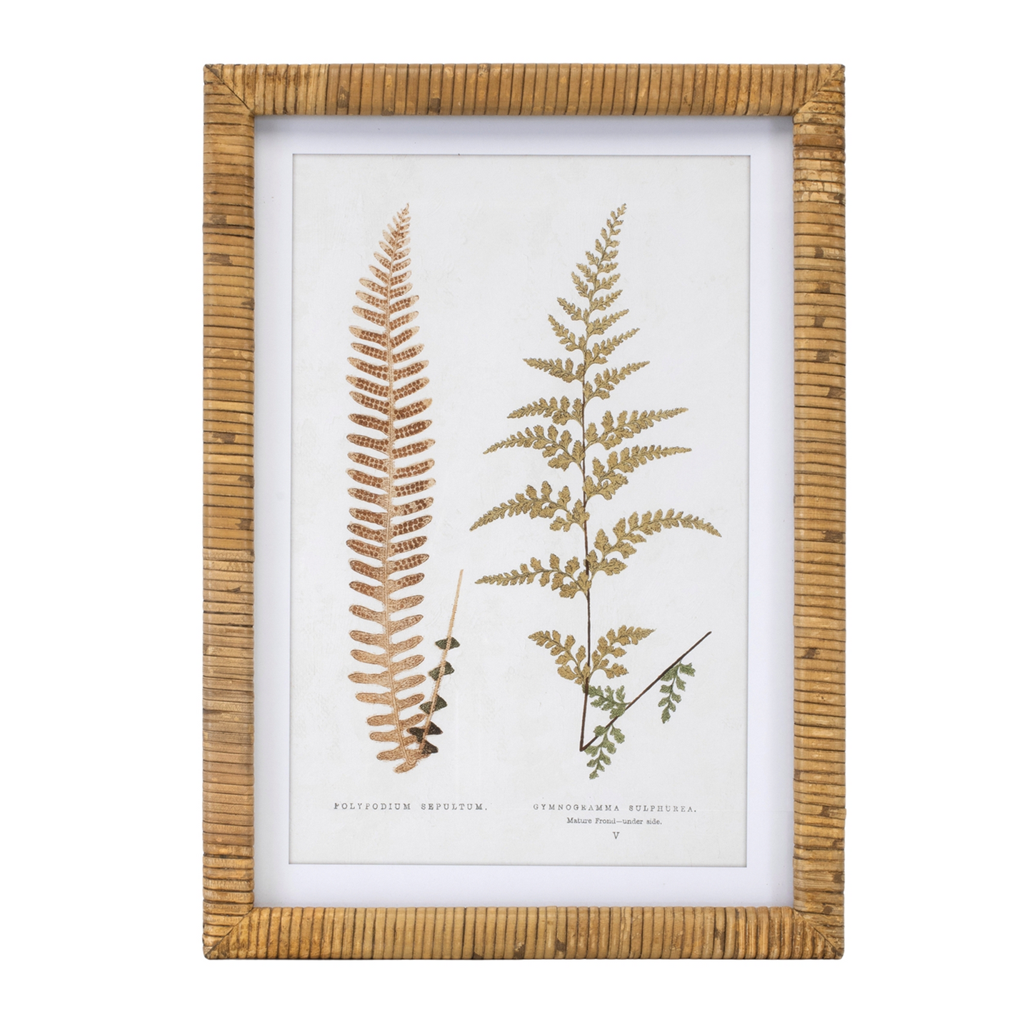 Wood Framed Fern Print (Set of 4) -Ship Only