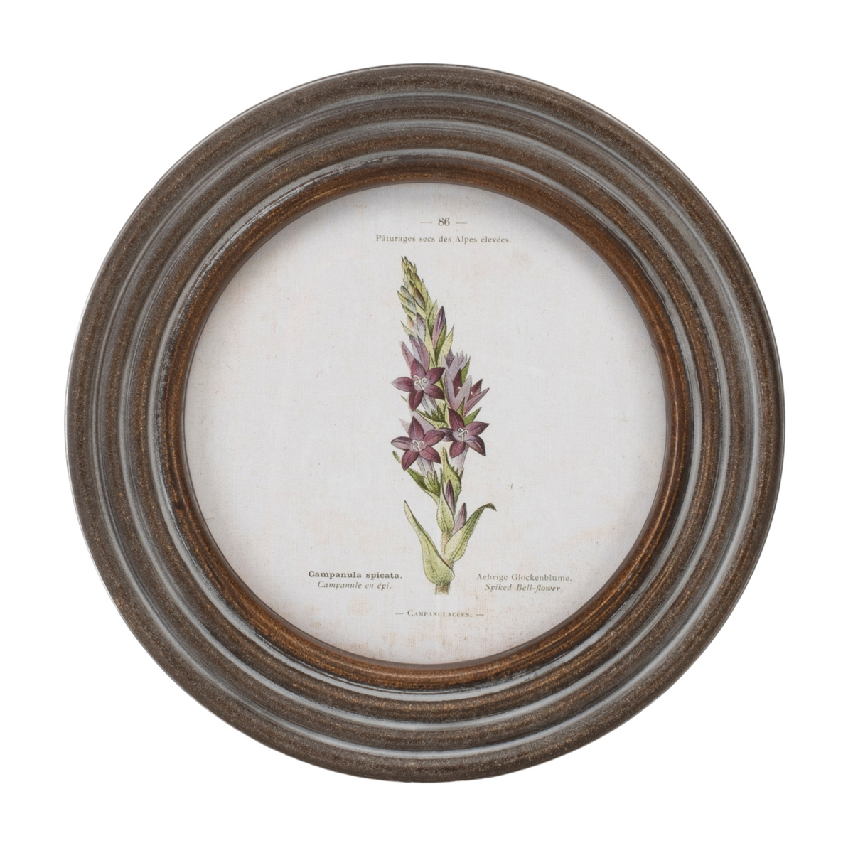 Round Framed Floral Print (Set of 6) -Ship Only