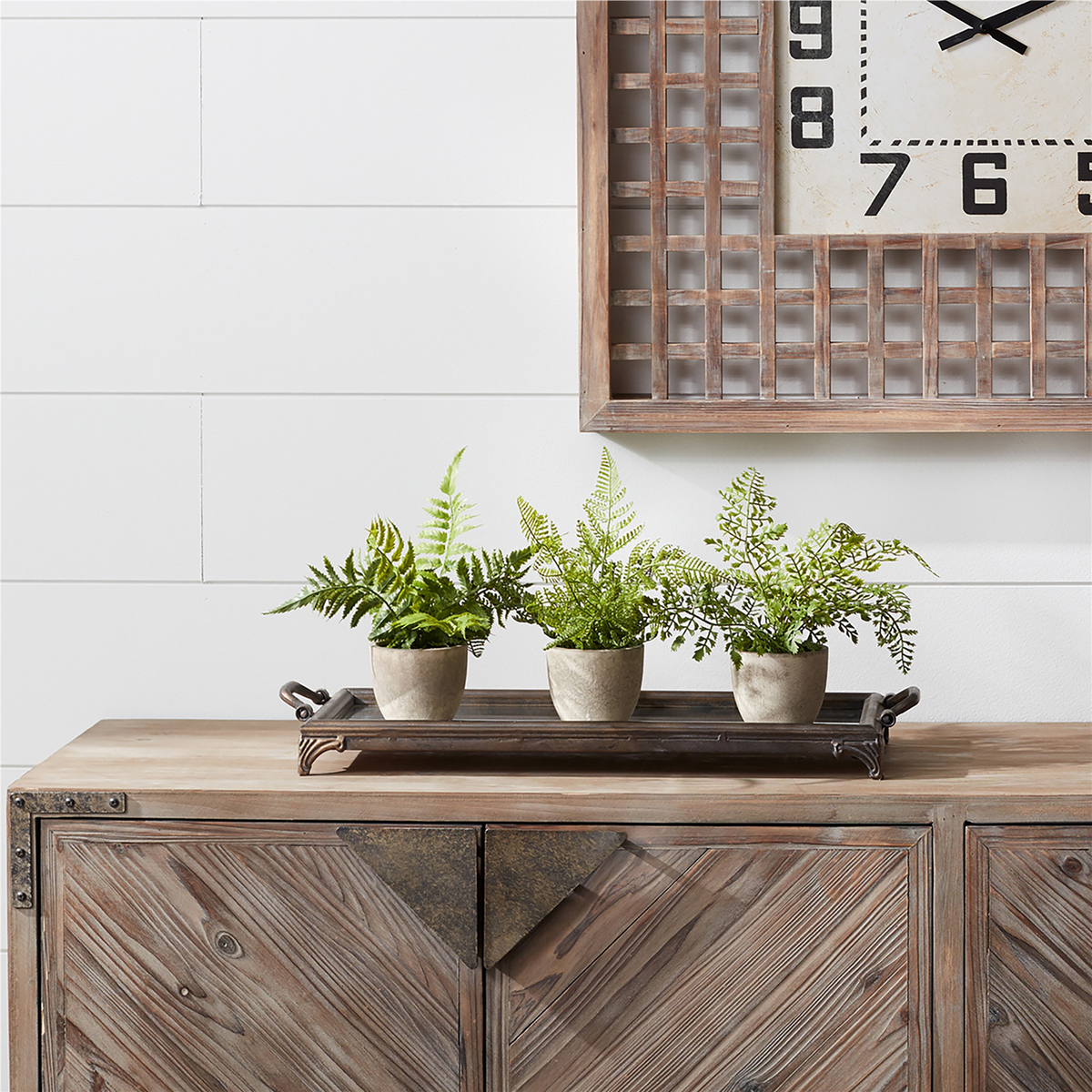 Assorted Fern Plant in Grey Pot (Set of 3) -Ship Only