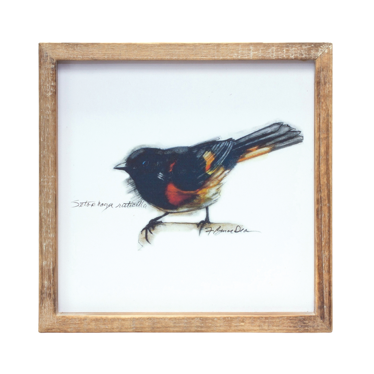 Framed Bird Print (Set of 4) 9.5”SQ MDF/Wood -Ship Only
