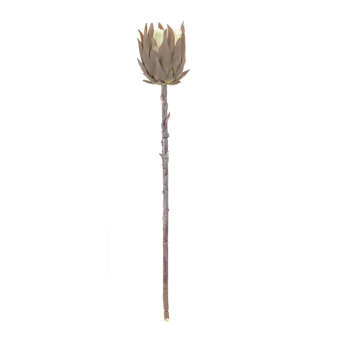 Beige Protea Stem (Set of 6) -Ship Only