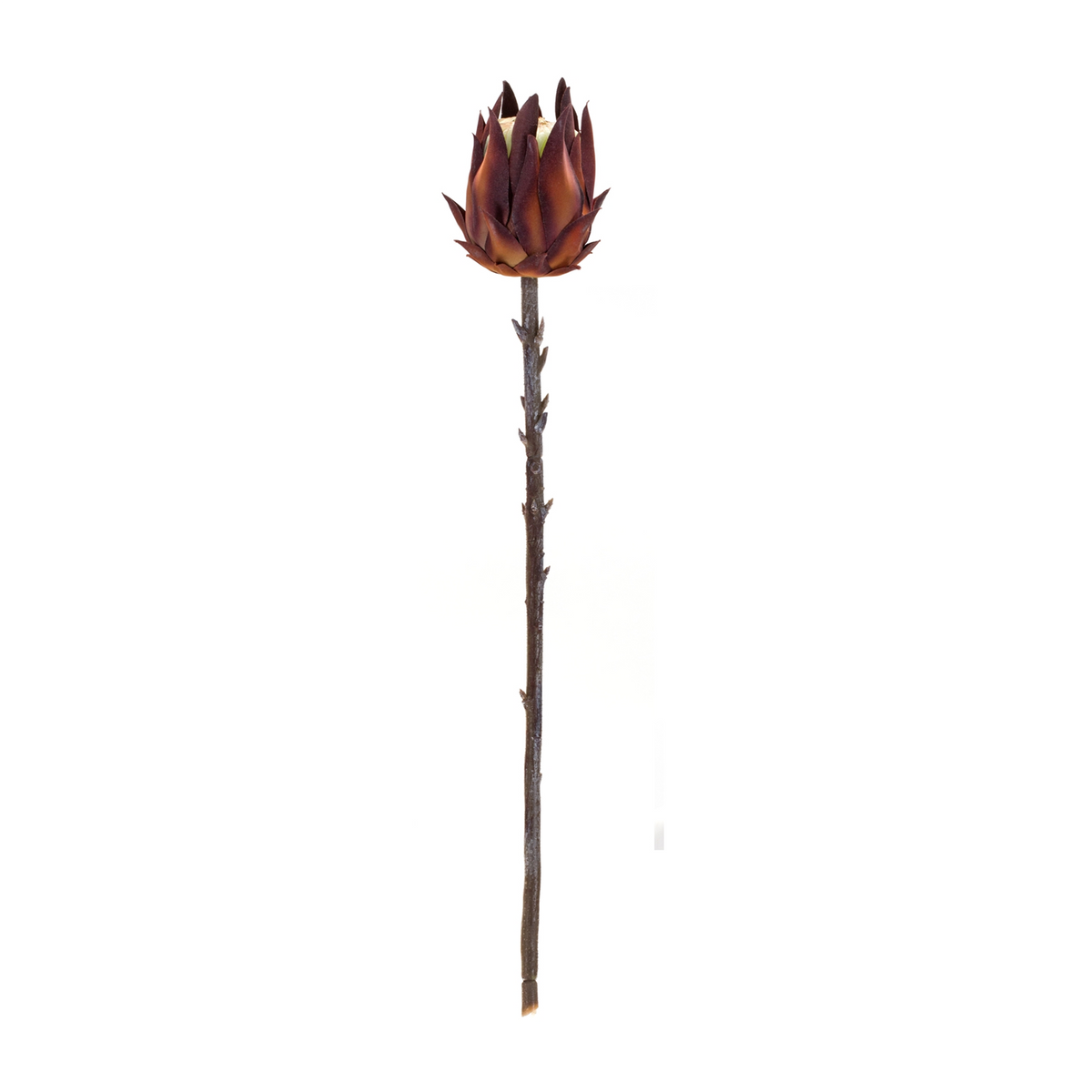 Burgandy Protea Stem (Set of 6) -Ship Only