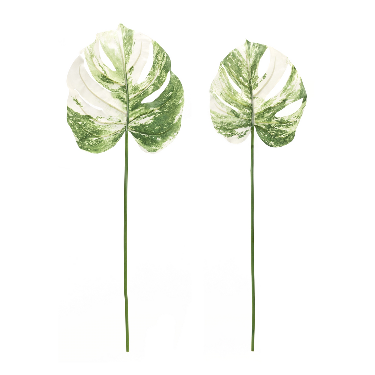 Light Varigated Philo Leaf Stem (Set of 12) -Ship Only