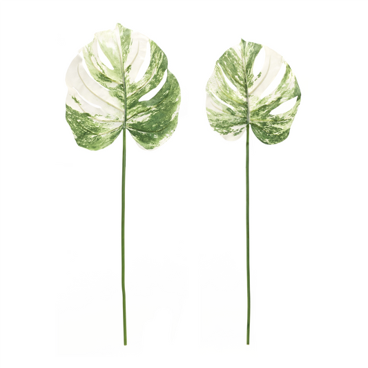 Light Varigated Philo Leaf Stem (Set of 12) -Ship Only