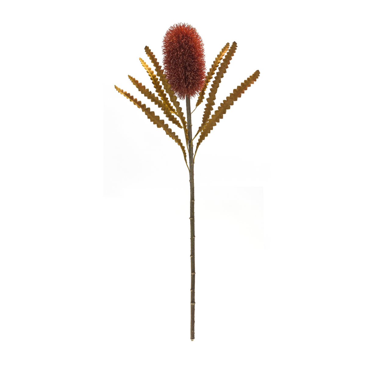 Burnt Orange Banksia Floral Stem (Set of 6) -Ship Only