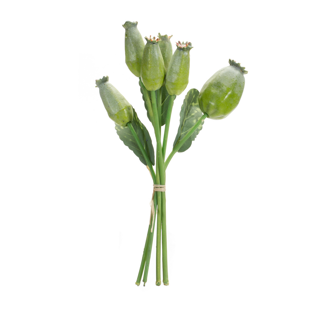 Green Poppy Pod Foliage Bundle (Set of 6) -Ship Only