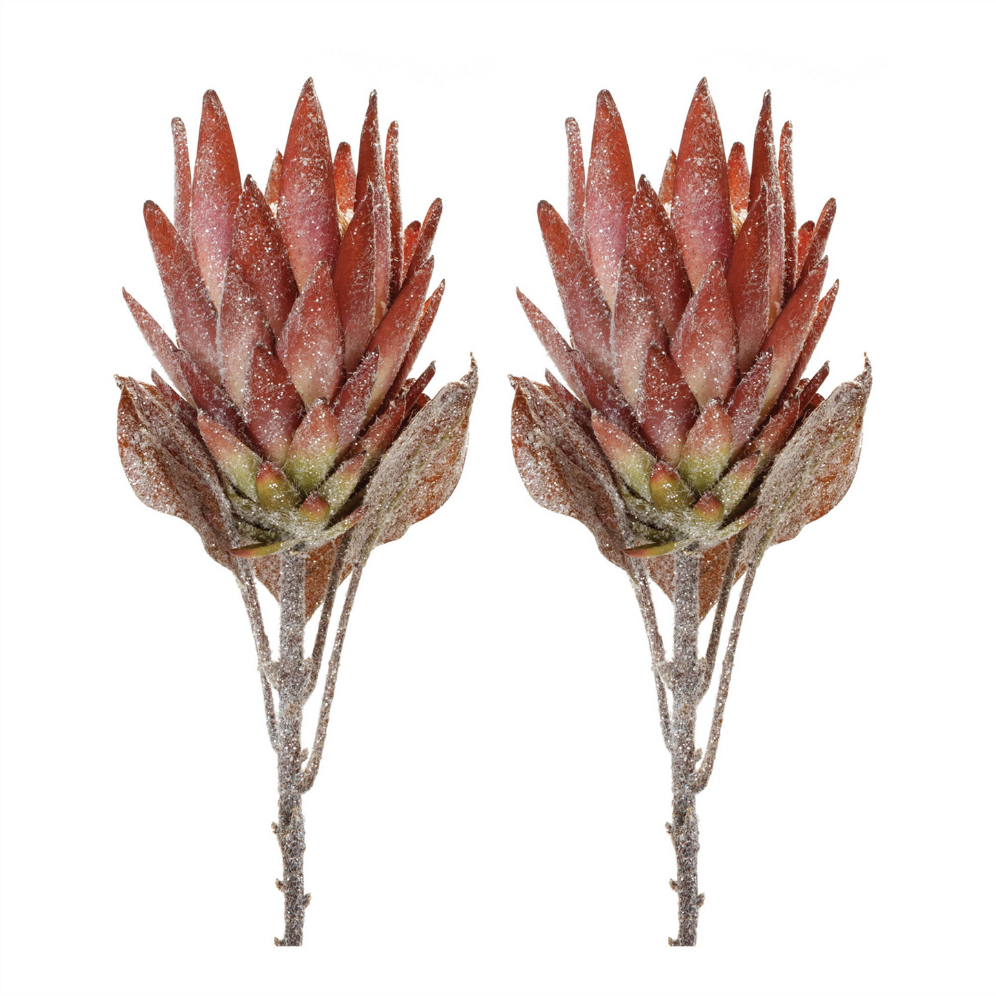 Orange Protea Flower Stem (Set of 2) -Ship Only