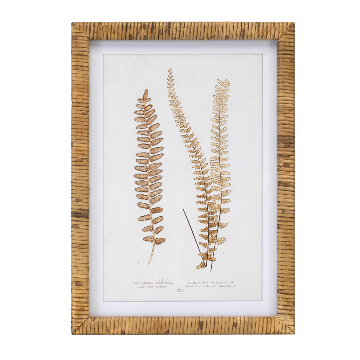 Wood Framed Fern Print (Set of 4) -Ship Only