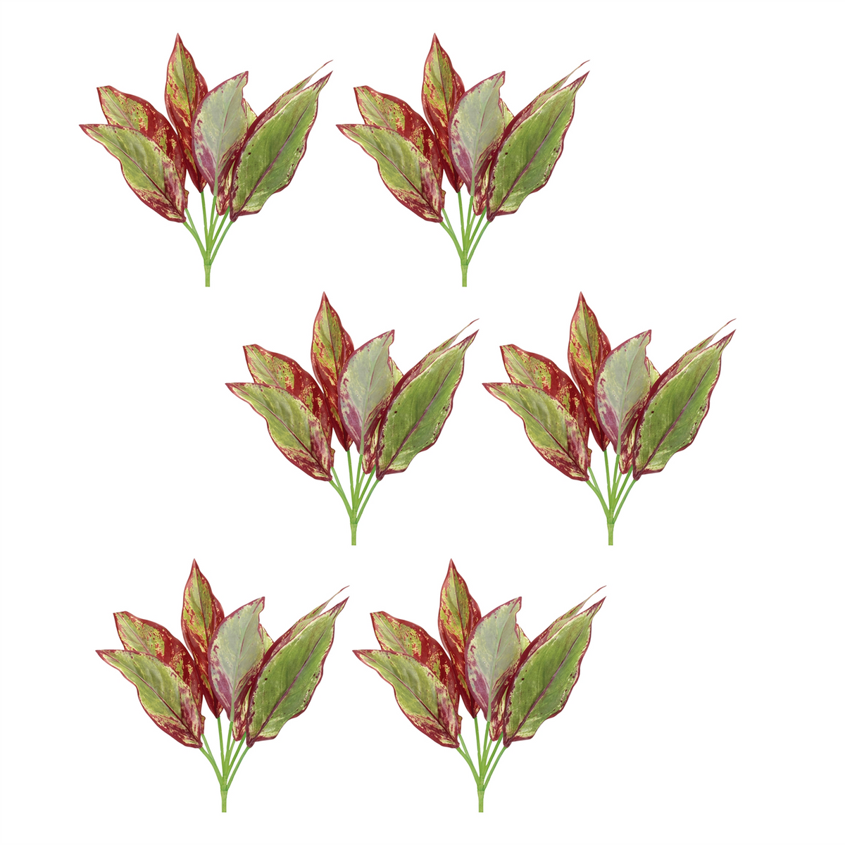 Variegated Foliage Plant (Set of 6) -Ship Only