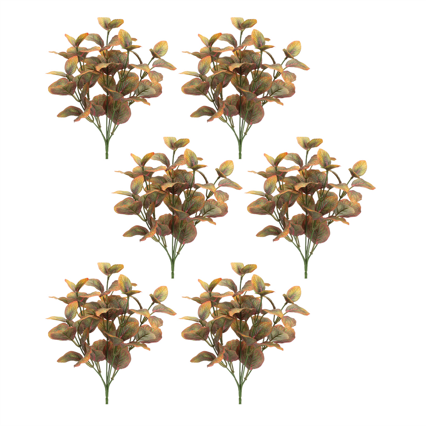 Variegated Foliage Plant (Set of 6) -Ship Only