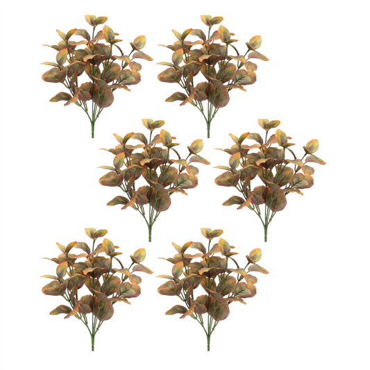 Variegated Foliage Plant (Set of 6)