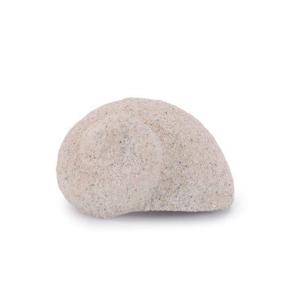 Sea Shell Filler Decor (Set of 12)