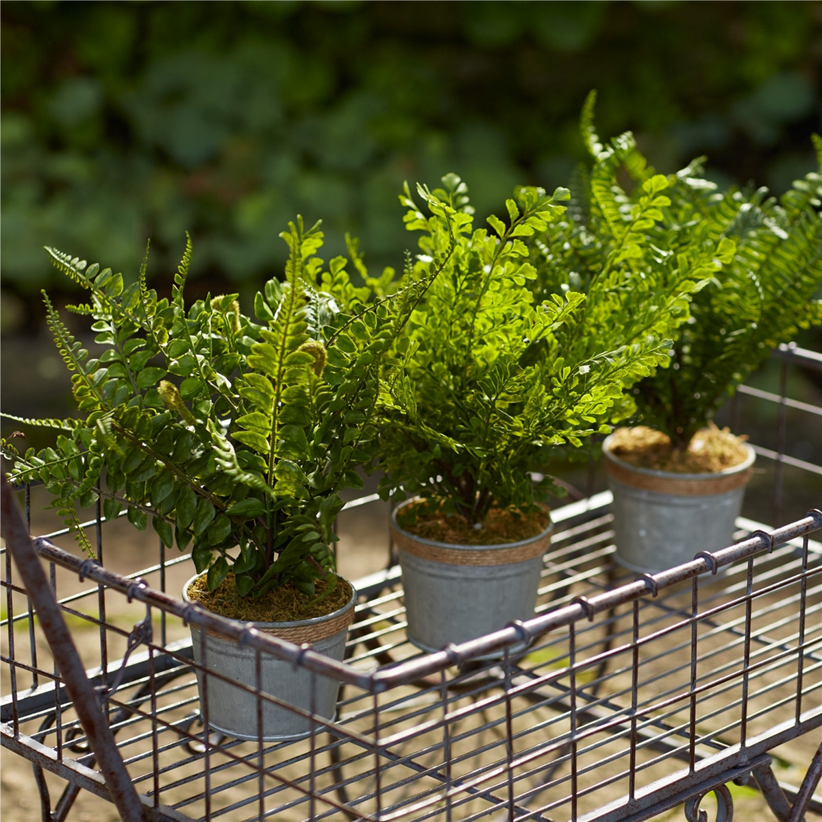 Potted Fern (Set of 3) 14.5"H Plastic/Tin