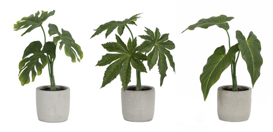 Assorted Foliage Plant in Grey Pot (Set of 6) -Ship Only