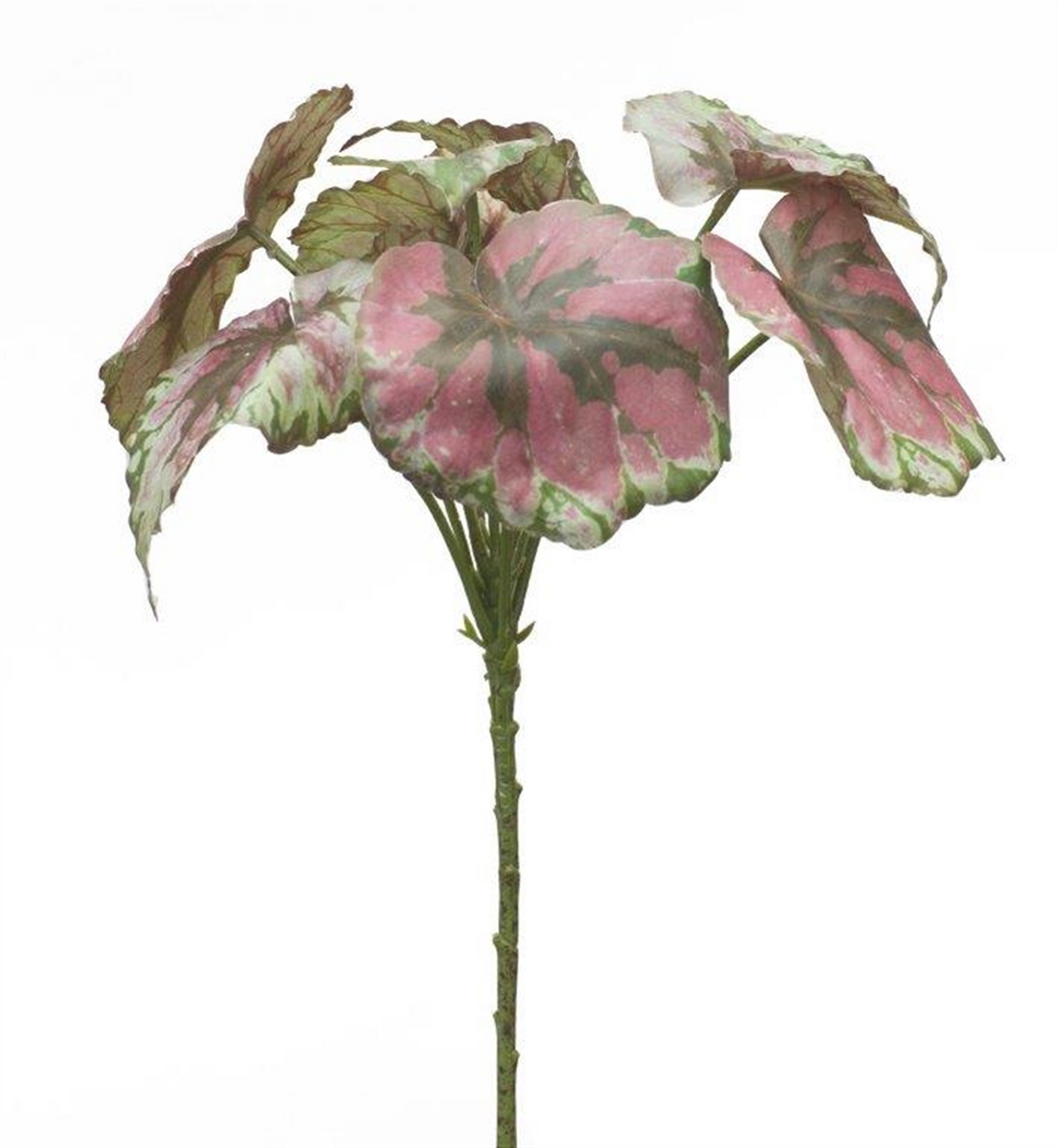 Varigated Begonia Leaf Bush (Set of 2) -Ship Only