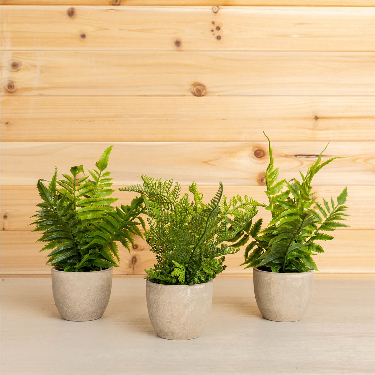 Assorted Fern Plant in Grey Pot (Set of 3) -Ship Only