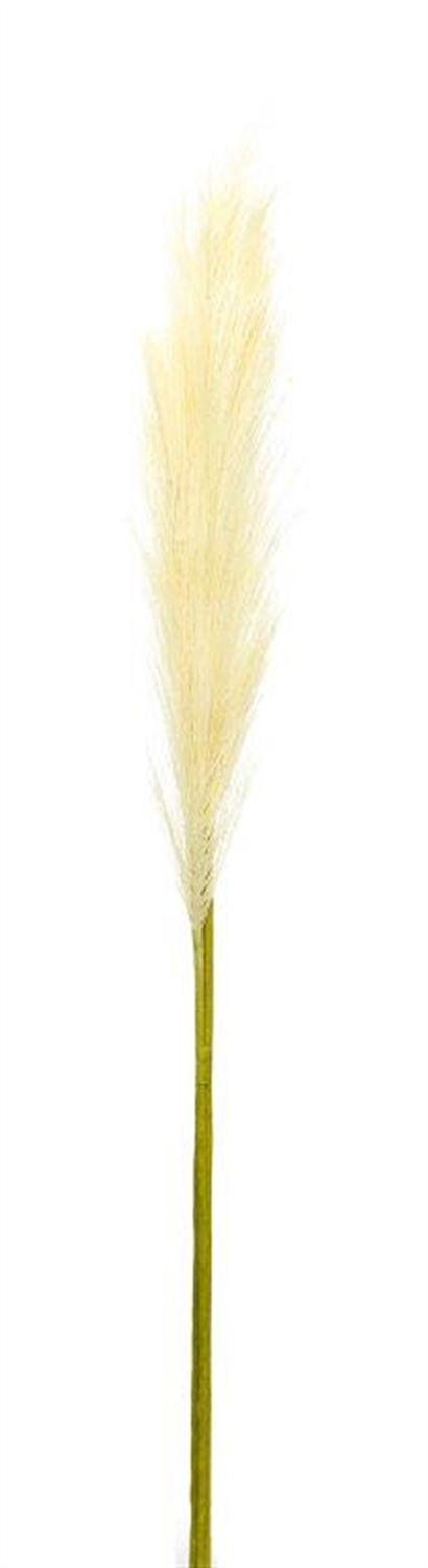 Cream Pampas Gass Stem (Set of 4) -Ship Only