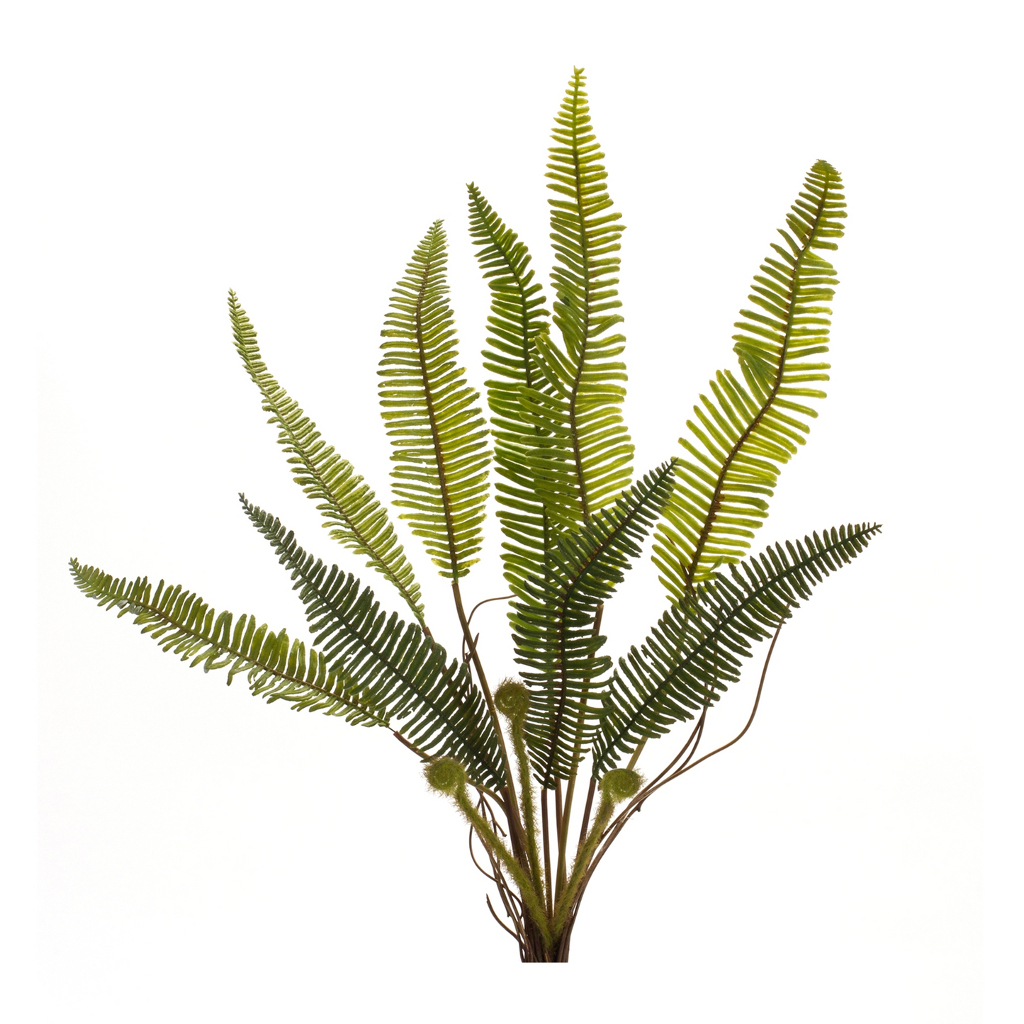 Varigated Fern Foliage Bush (Set of 6) -Ship Only
