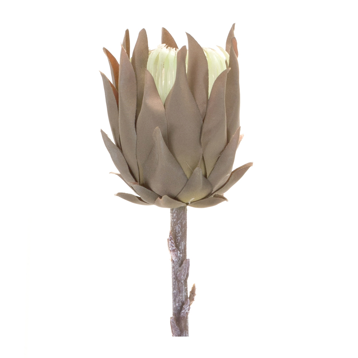 Beige Protea Stem (Set of 6) -Ship Only