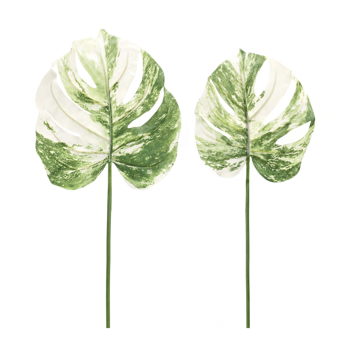 Light Varigated Philo Leaf Stem (Set of 12) -Ship Only