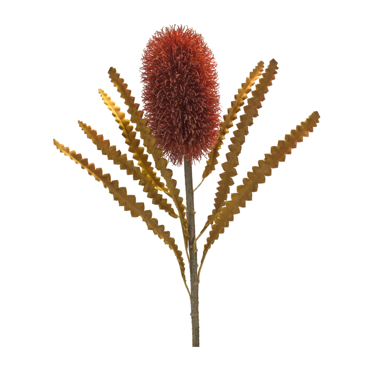 Burnt Orange Banksia Floral Stem (Set of 6) -Ship Only