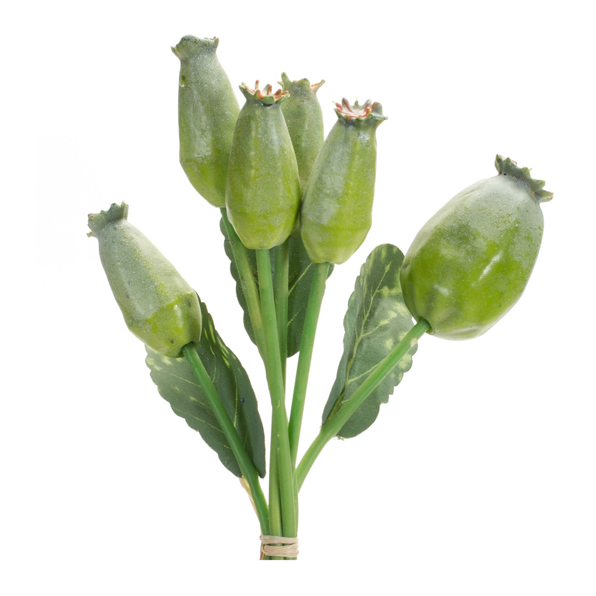 Green Poppy Pod Foliage Bundle (Set of 6) -Ship Only