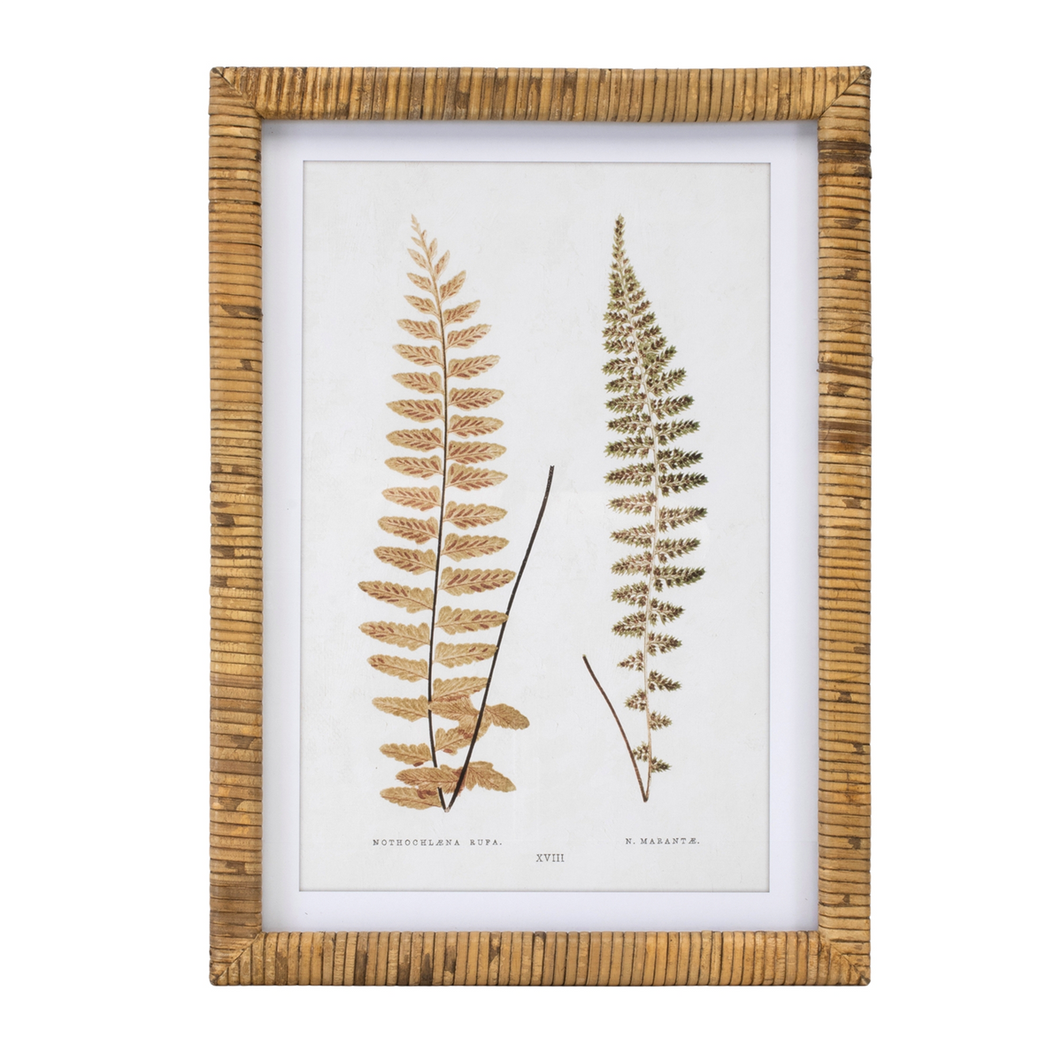 Wood Framed Fern Print (Set of 4) -Ship Only