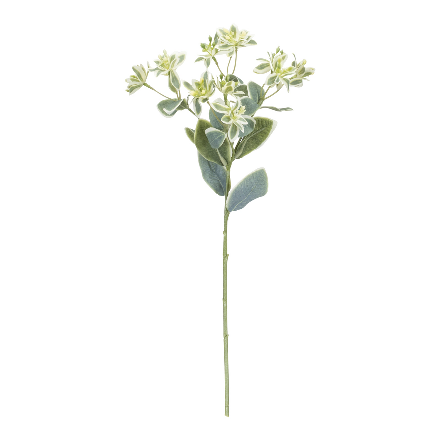 Euphorbia Floral Stem (Set of 6) -Ship Only