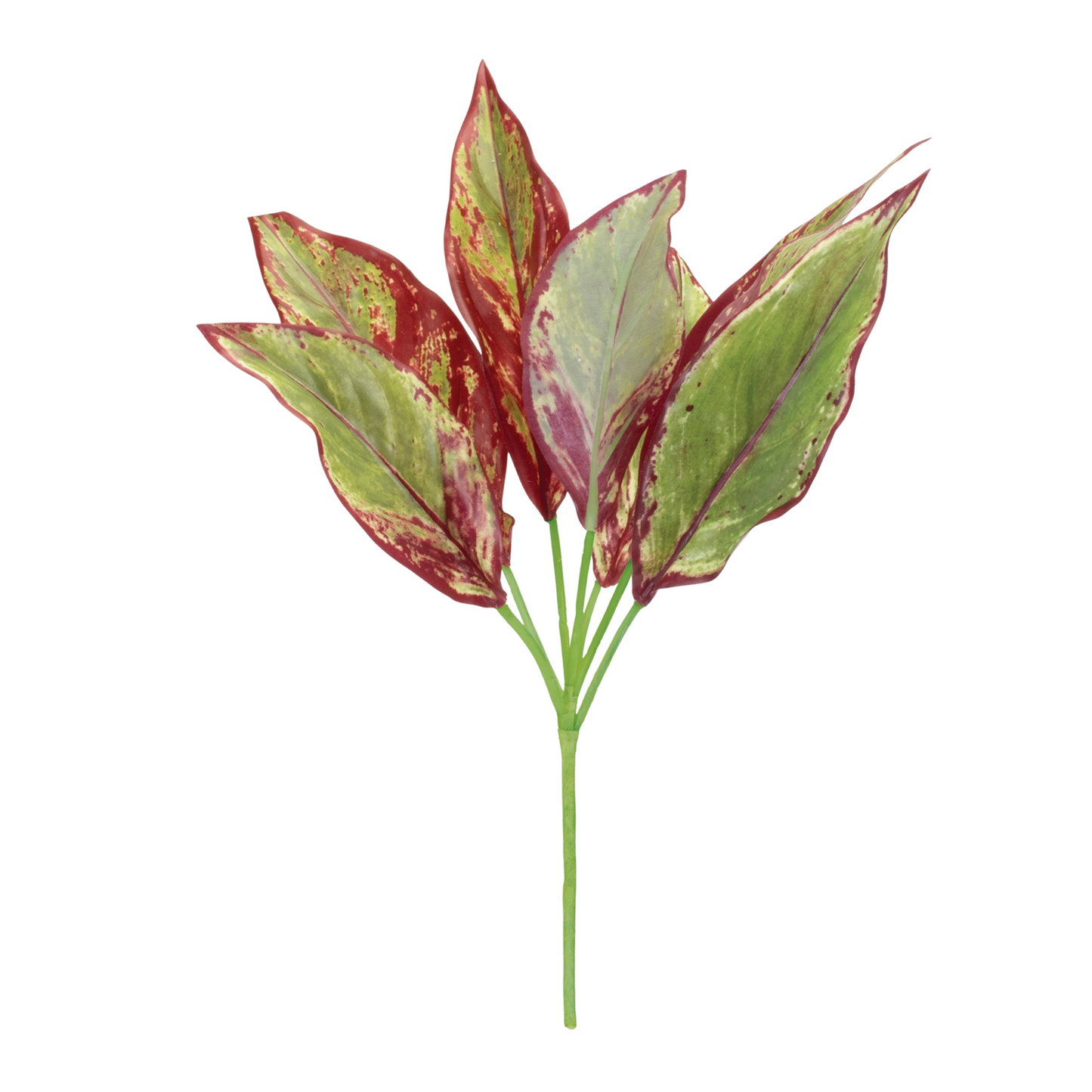 Variegated Foliage Plant (Set of 6) -Ship Only