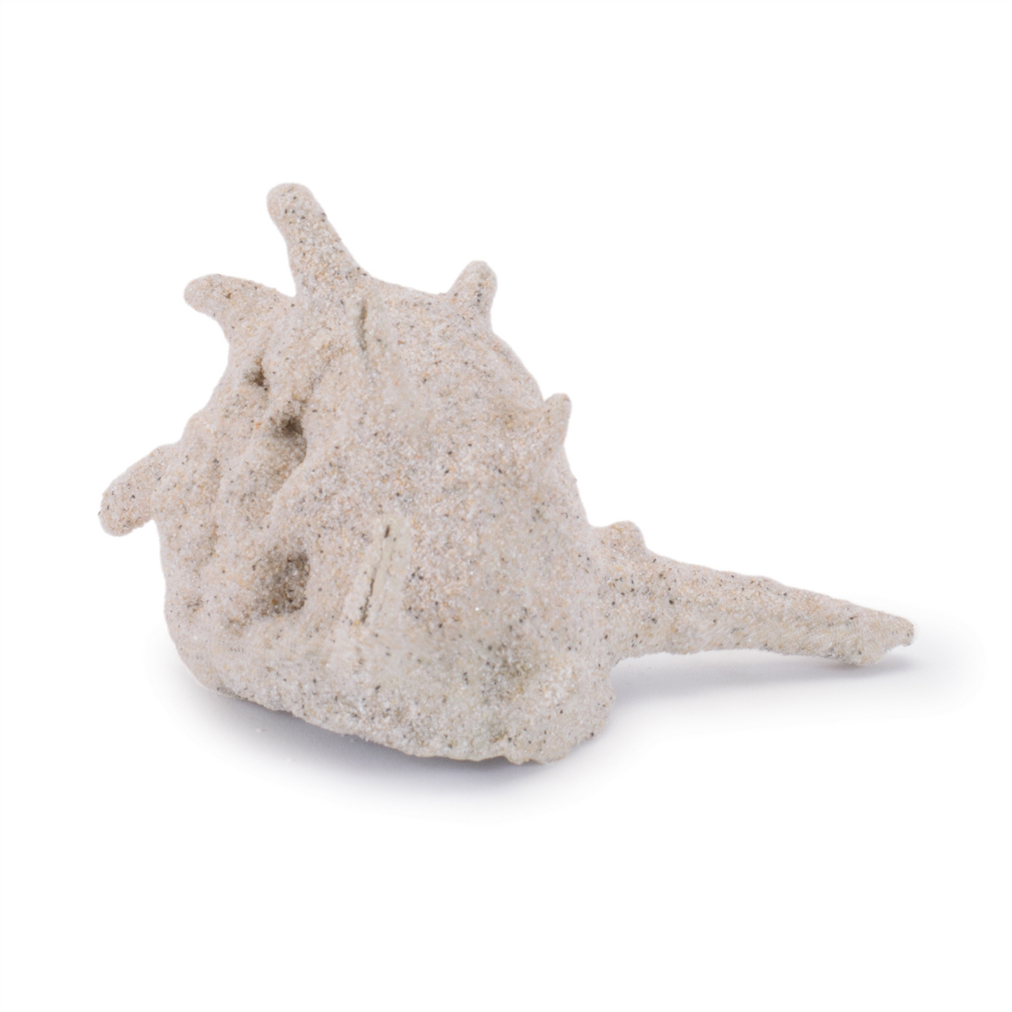 Sea Shell Filler Decor (Set of 12)