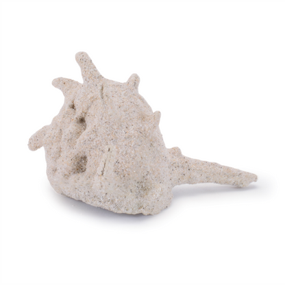 Sea Shell Filler Decor (Set of 12)