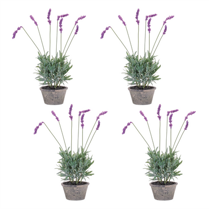 Potted Lavender Plant (Set of 4)