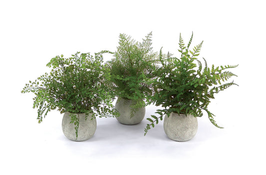 Potted Fern Plant in Grey Pot (Set of 3) -Ship Only