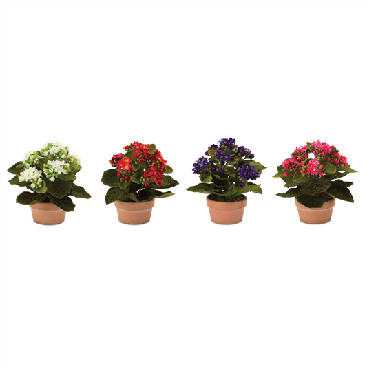 Assorted Kalanchoe Flower in Terra Cotta (Set of 4) -Ship Only