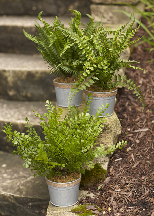 Potted Fern (Set of 3) 14.5"H Plastic/Tin -Ship Only