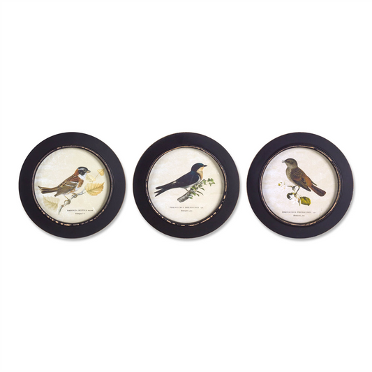 Wood Framed Encyclopedia Bird Print (Set of 3) -Ship Only