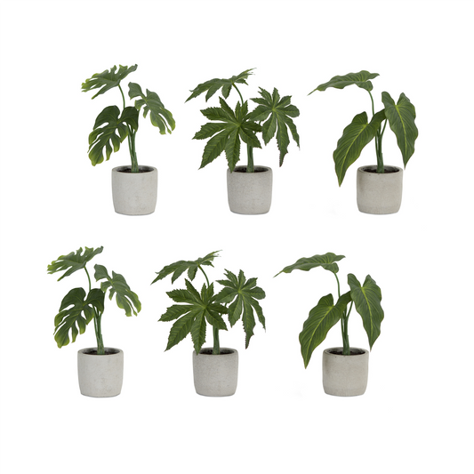 Assorted Foliage Plant in Grey Pot (Set of 6) -Ship Only
