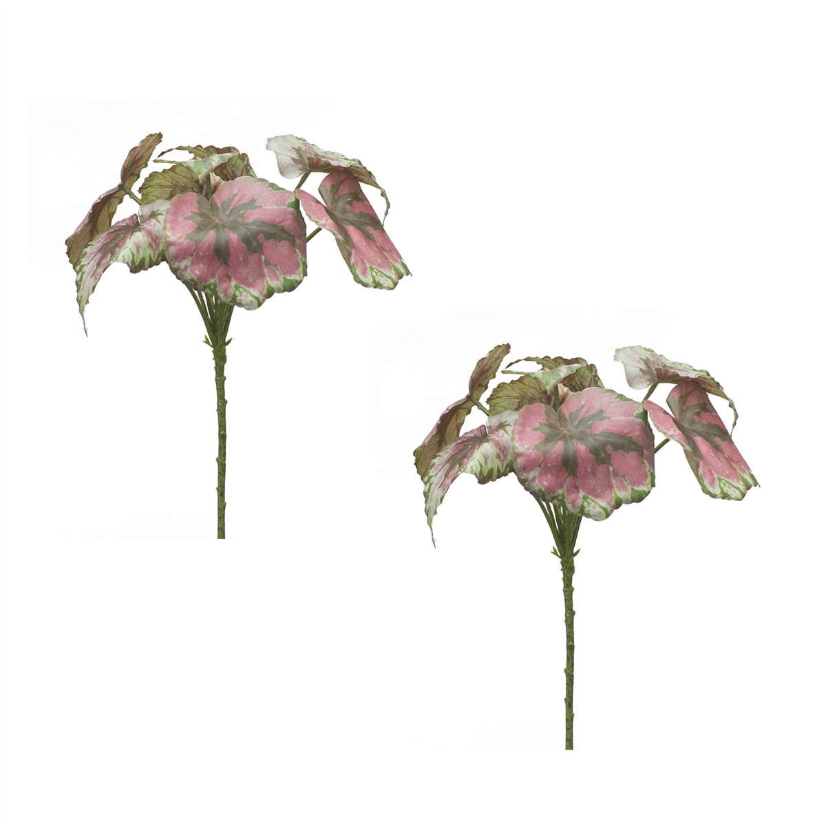 Varigated Begonia Leaf Bush (Set of 2) -Ship Only