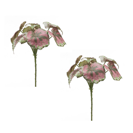 Varigated Begonia Leaf Bush (Set of 2) -Ship Only