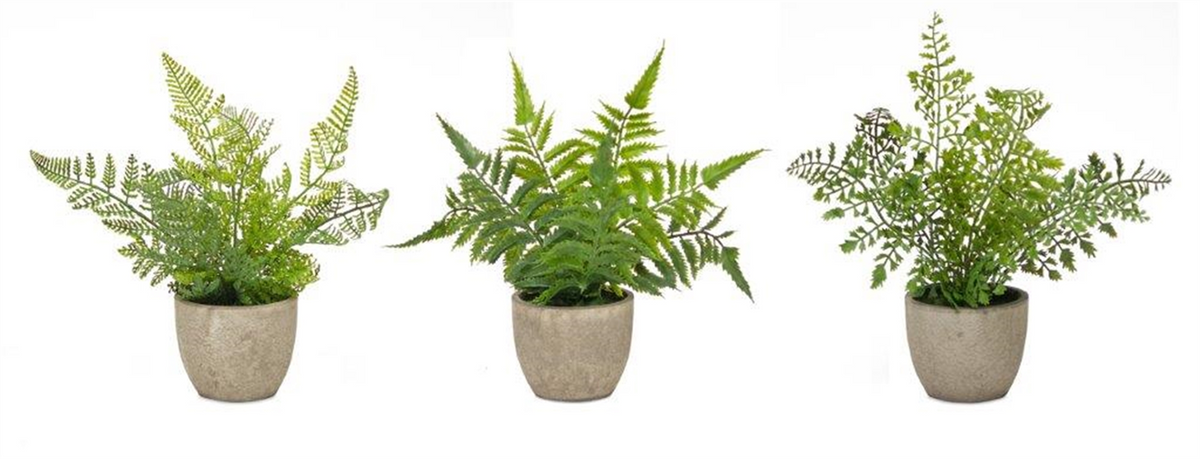 Assorted Fern Plant in Grey Pot (Set of 3) -Ship Only
