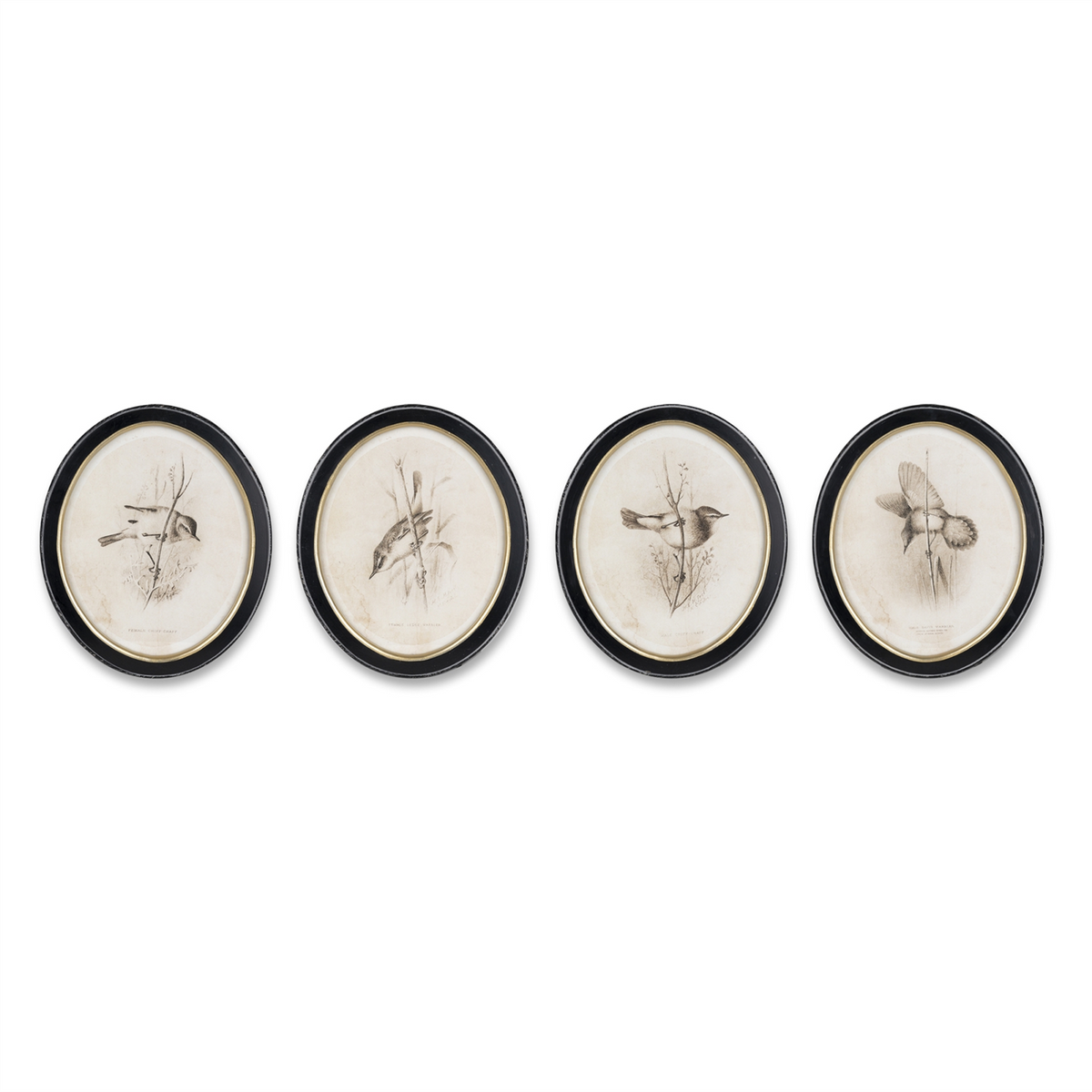Framed Bird Print (Set of 4) -Ship Only