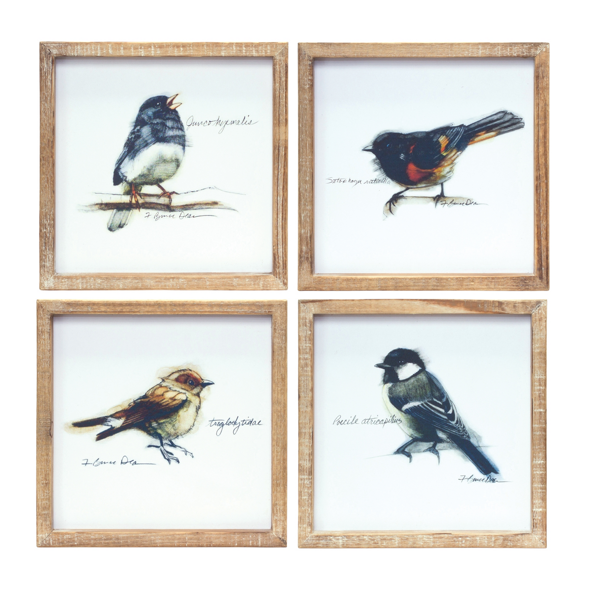 Framed Bird Print (Set of 4) 9.5”SQ MDF/Wood -Ship Only