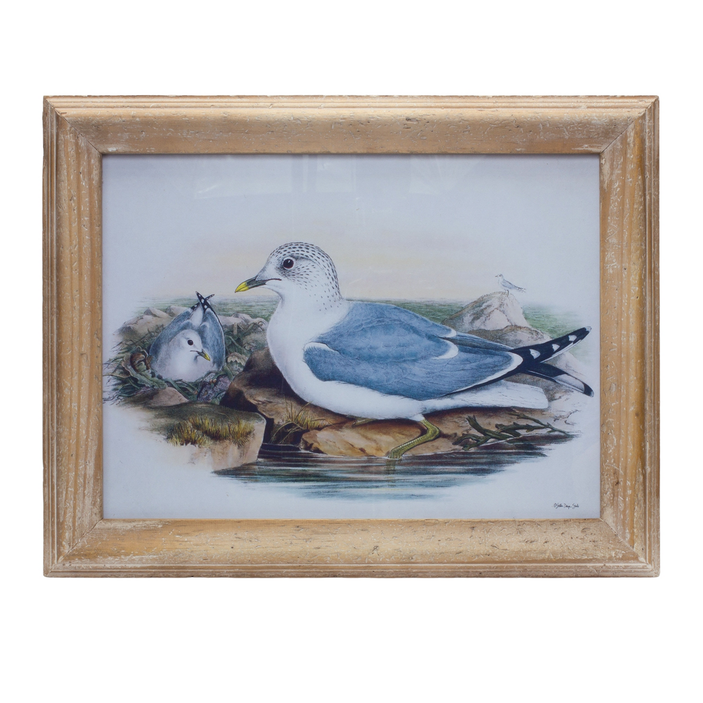 Framed Sea Bird Print Under Glass 16.5"L -Ship Only
