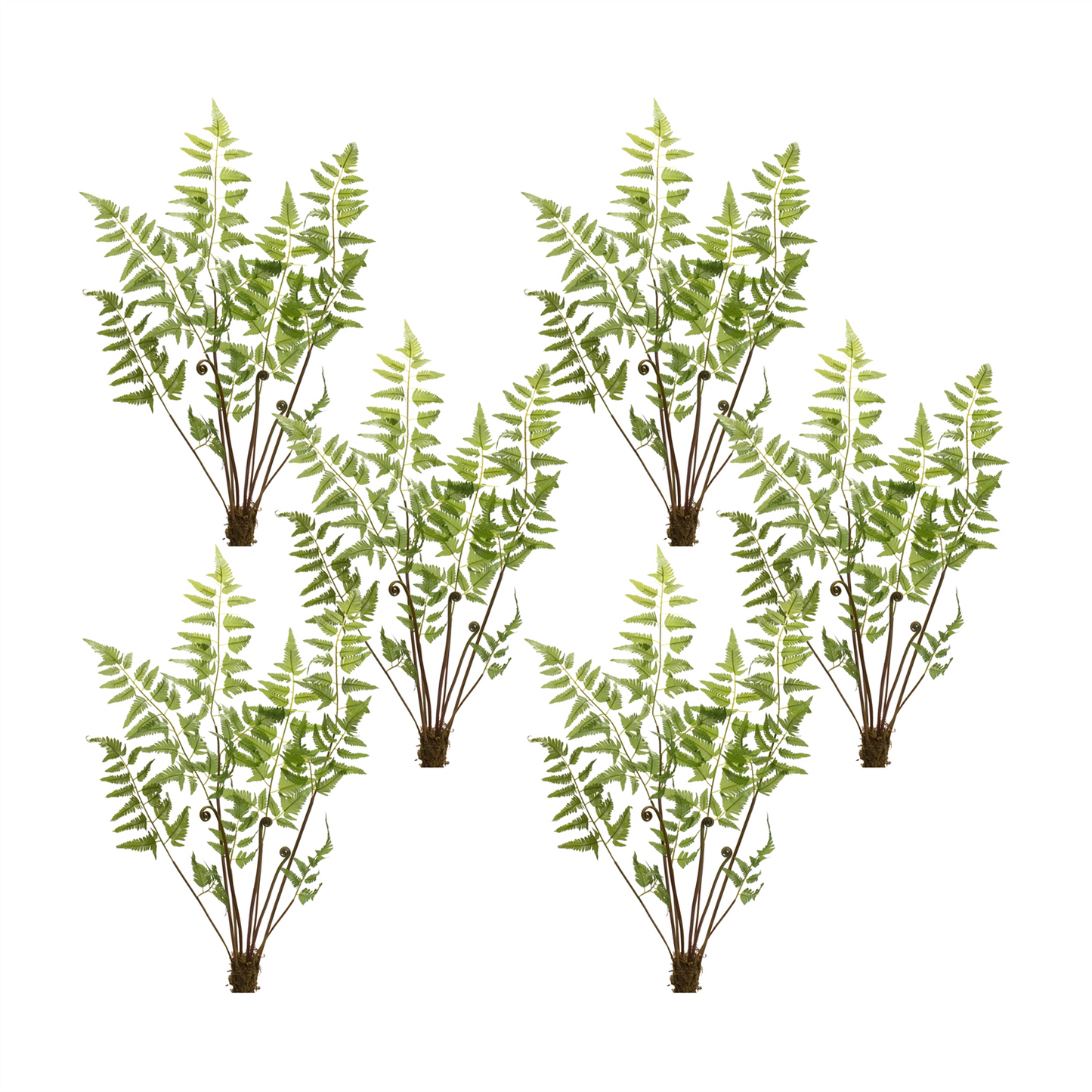 Varigated Fern Bundle with Sprout Accents (Set of 6) -Ship Only